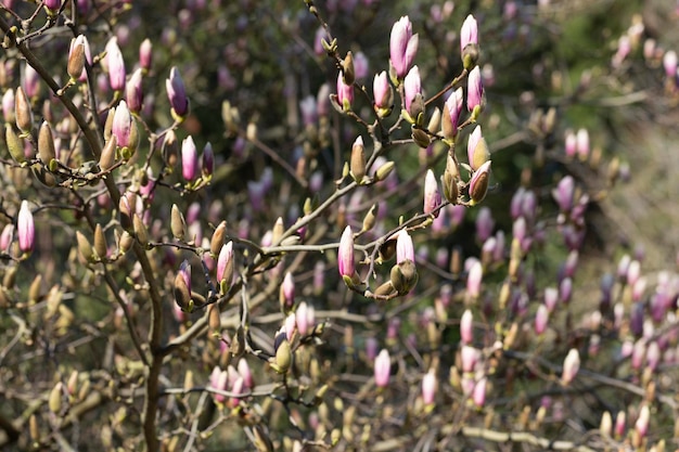 Concentrati sul ramo di magnolia rosa su uno sfondo sfocato nella primavera del parco Foto Premium