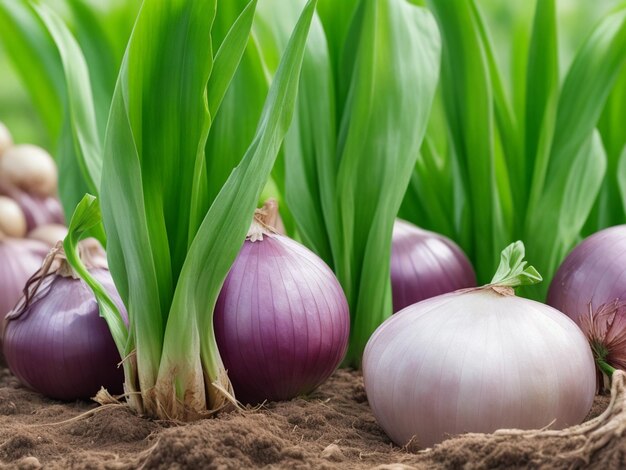 Photo focus shot of onions in the garden on cozy blurred background