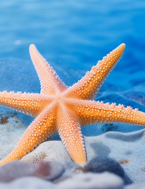 focus shot of starfish on cozy blurred background