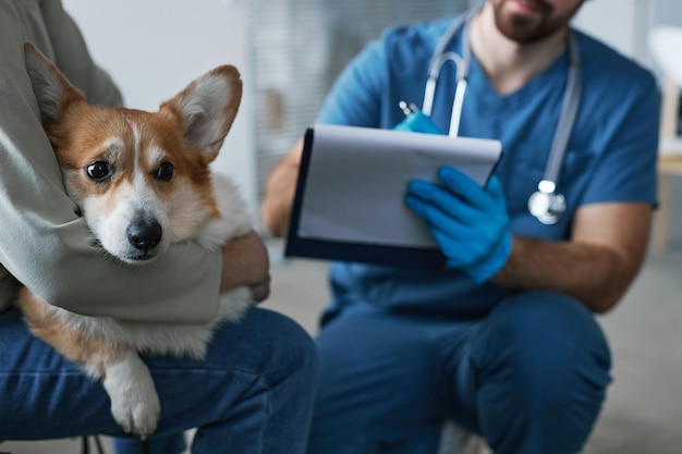 Focus on sick welsh pembroke corgi dog held by young female owner