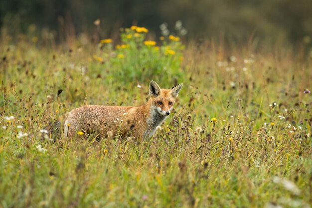 Focused red fox hunting on a meadow