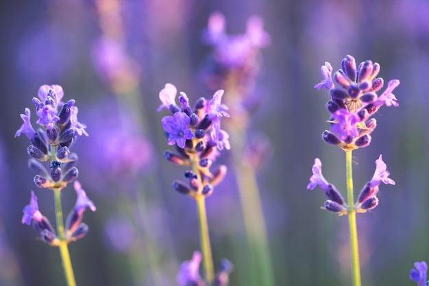 Focusing on Lavender Capturing the Beauty of Nature