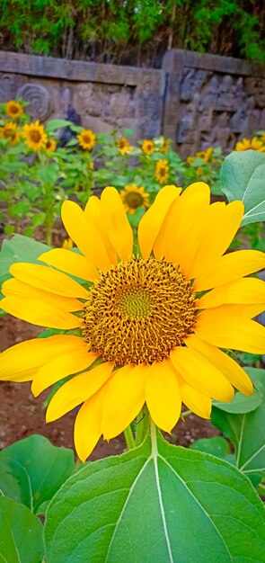 Not focussed sunflowers on a sunny morning