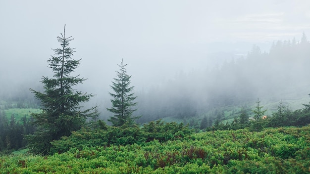 Fog all over the place Majestic Carpathian Mountains Beautiful landscape of untouched nature