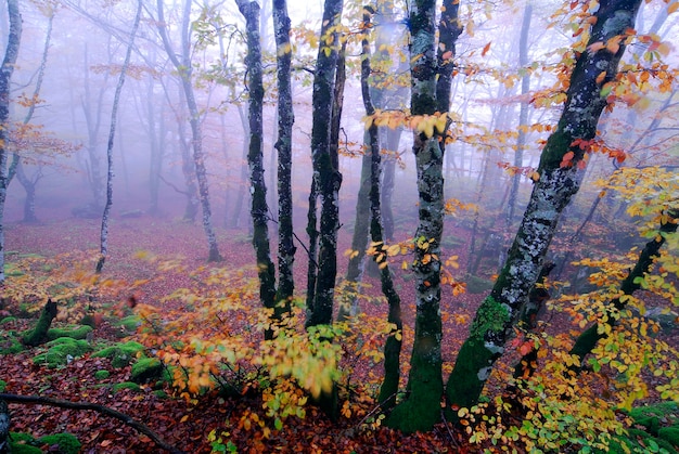 Fog in an autumnal beech forest in the Irati Forest. Navarre. Spain