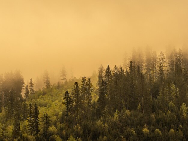 Photo fog in the black forest