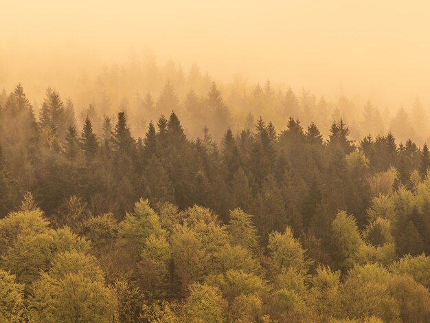 fog in the black forest