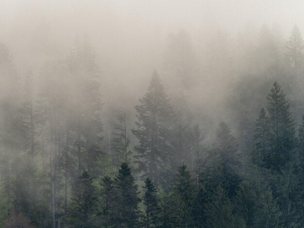 Photo fog in the black forest