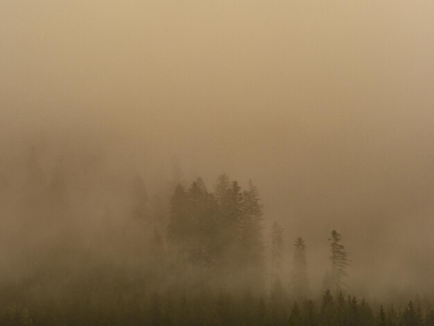 Photo fog in the black forest