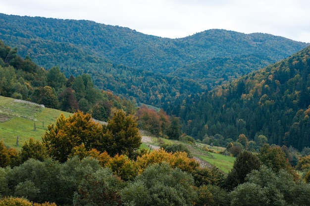 Fog and clouds in the mountain forest