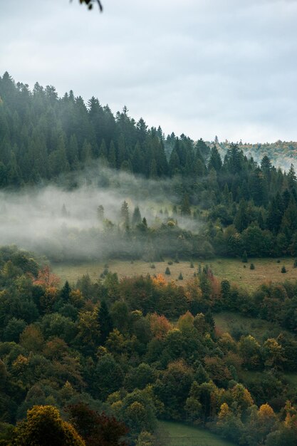 Fog and clouds in the mountain forest