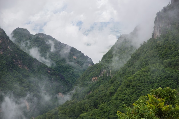 Fog covered the green mountains after the rain.