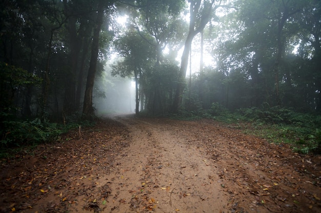 Fog in dirt country road passing through the forest