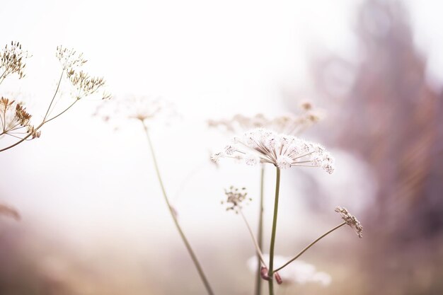 Photo fog in the field evening nature summer with white fog