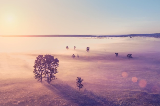 Foto nebbia sul campo con gli alberi all'alba vista dall'alto