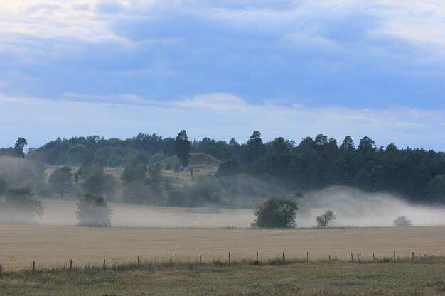 Fog in field