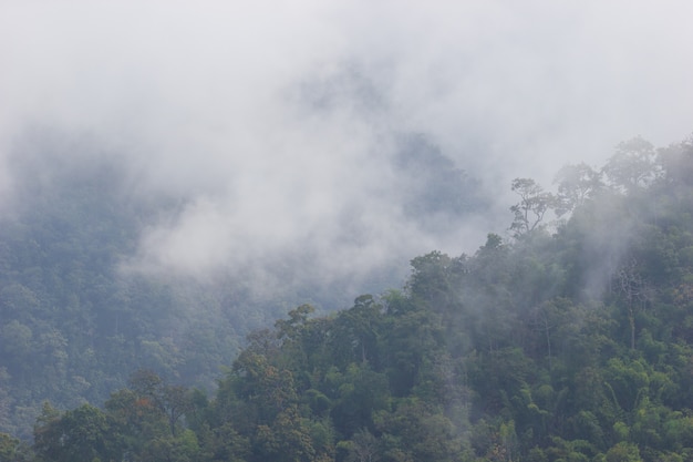 The fog floats on the top of a tree in the forest on mountain.