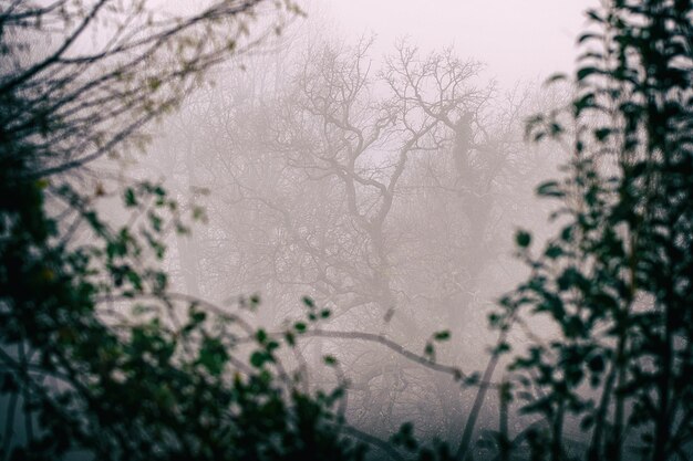 Photo fog in the forest hendaye