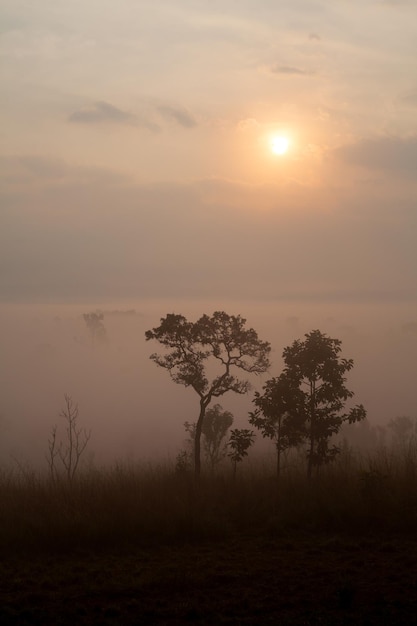 ThungSalangLuang国立公園PhetchabunThailandの森の霧