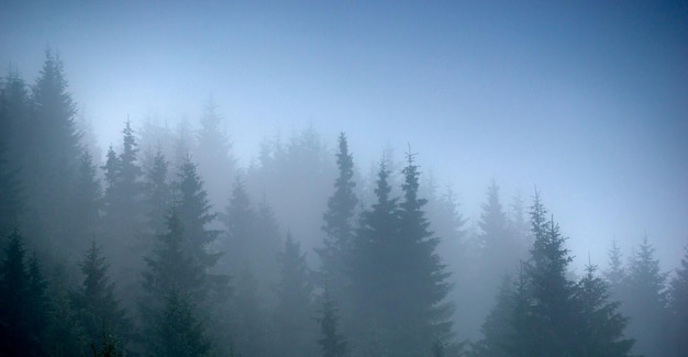 Панорама туманных лесных деревьев