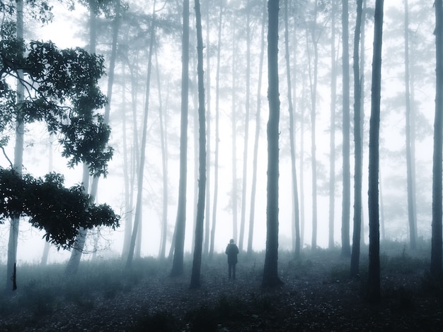 Fog in the forest in winter In nature alone