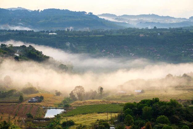 Fog in forest with morning sunrise at Khao Takhian Ngo View Point at Khaokho PhetchabunThailand