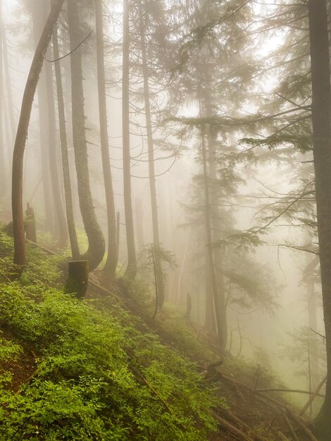 Photo fog in the forest