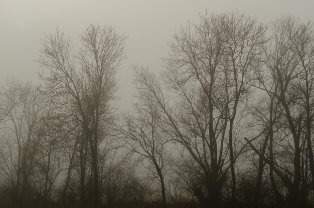 Fog in the forest