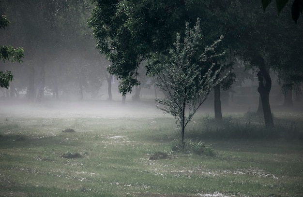 Fog on a glade in the park