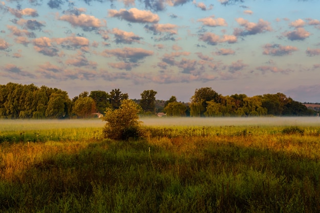 Fog on green meadow in morning on summer