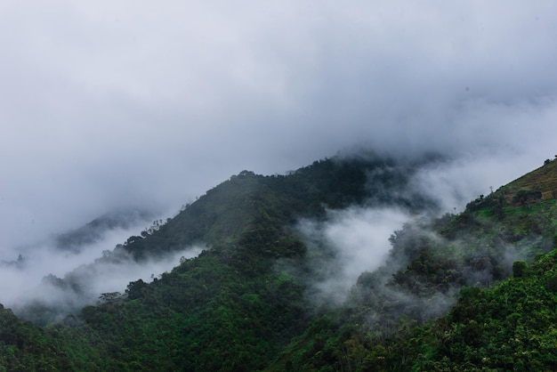 写真 コロンビア (アンデス) 山脈の霧