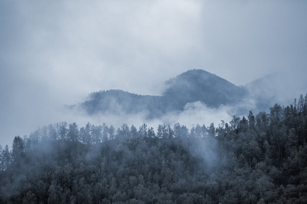 산에 안개. 흐린. 숲.