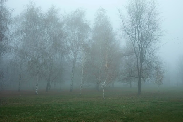 Fog landscape in park with walking path and trees in autumn rainy day