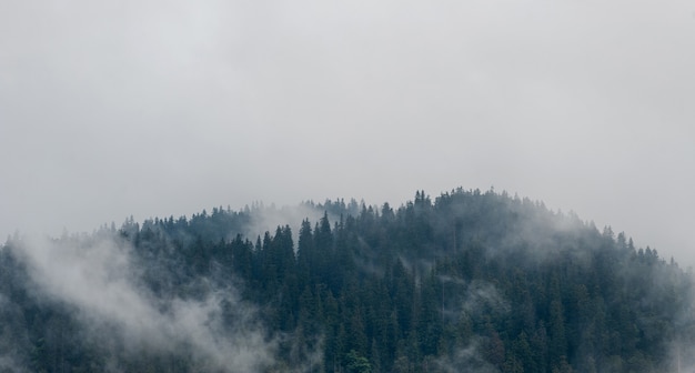 Fog in morning on the mountains. Forest, nature.