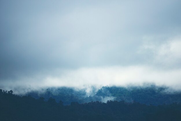 Nebbia sulla montagna nella foresta tropicale della thailandia.