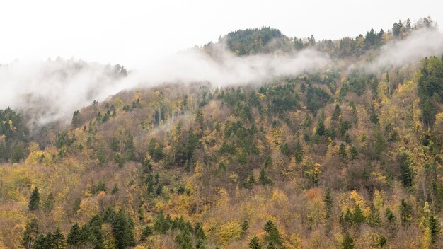 Fog on the mountain, Western pine forest in autumn