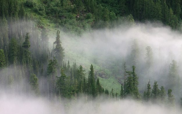 Fog in the mountainous taiga