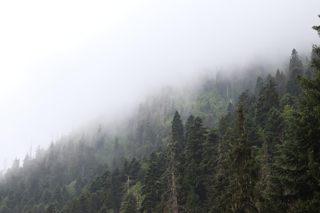 Fog in the mountains, green forest and coniferous trees, slopes and ravines, landscape at dusk