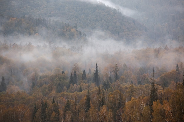 산에 안개. 흐린. 숲.