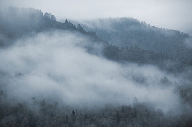 산에 안개. 흐린. 숲.