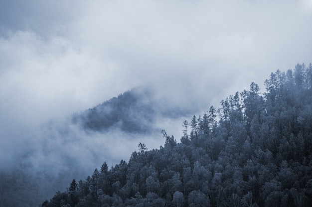 산에 안개. 흐린. 숲.