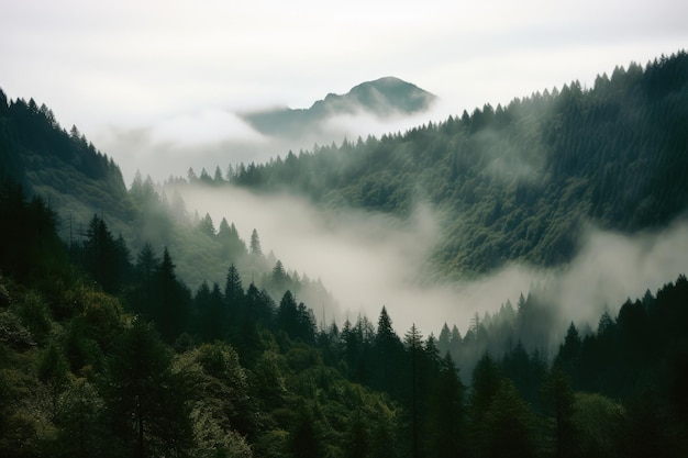 Fog in the mountains and trees