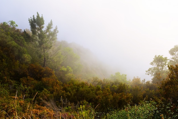 안개와 산.