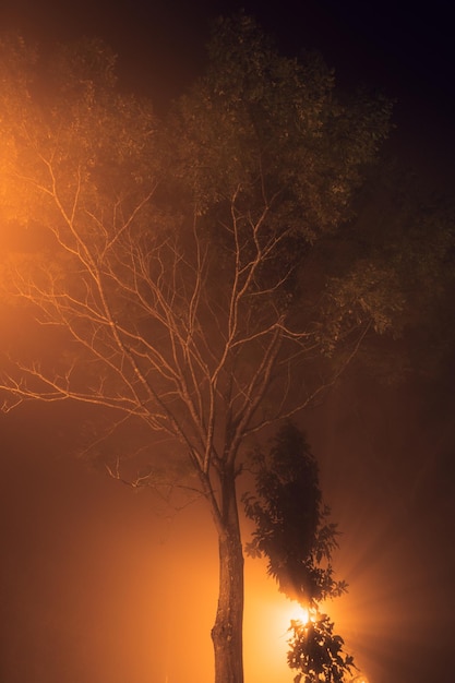 Fog at night road and orange trees