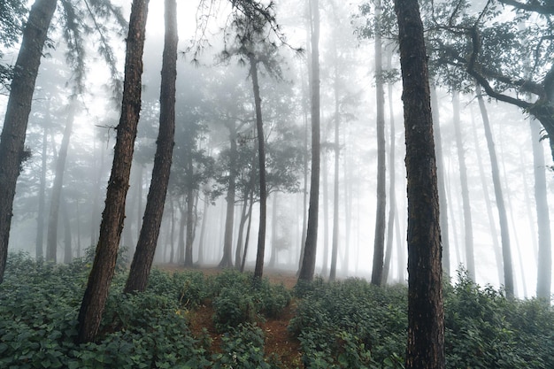 Fog in pine forest in winter morning