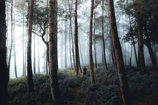 Fog in pine forest in winter morning