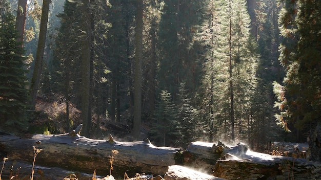 Fog rising in sequoia forest, fallen redwood trunks in old-growth wood. Misty morning in coniferous woodland, national park of Northern California, USA. Large uprooted pine trees, haze in sunlight.