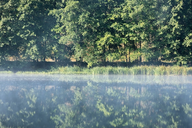 Nebbia sul fiume all'alba nella foresta. alberi dal fiume all'alba. rami di alberi sull'acqua nella nebbia.