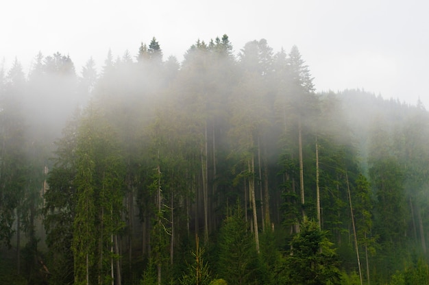 fog in the trees, in the forest, sunset, dawn, overcast, nature, paddling