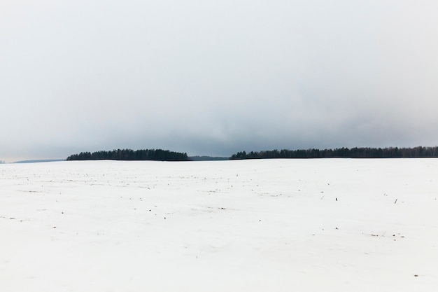 Туман зимой - лес зимой после последнего снегопада, тумана и плохой видимости космических силуэтов деревьев и тумана в поле